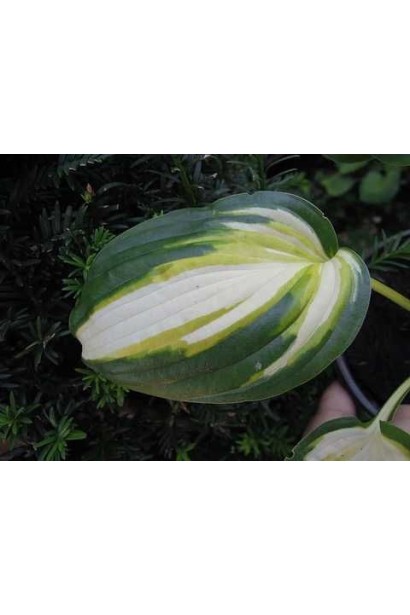 Хоста Колор Фестівал відношення до світла